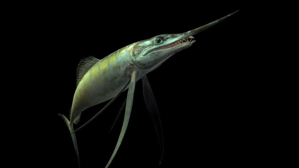 «Protosphyraena» Gladius