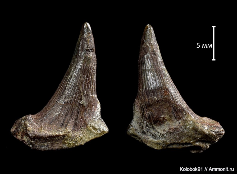 Зуб ископаемой рыбы