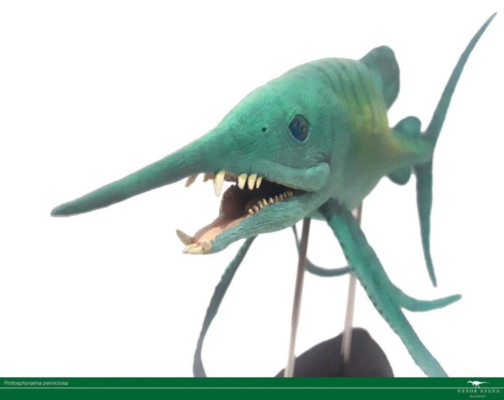 Protosphyraena nitida