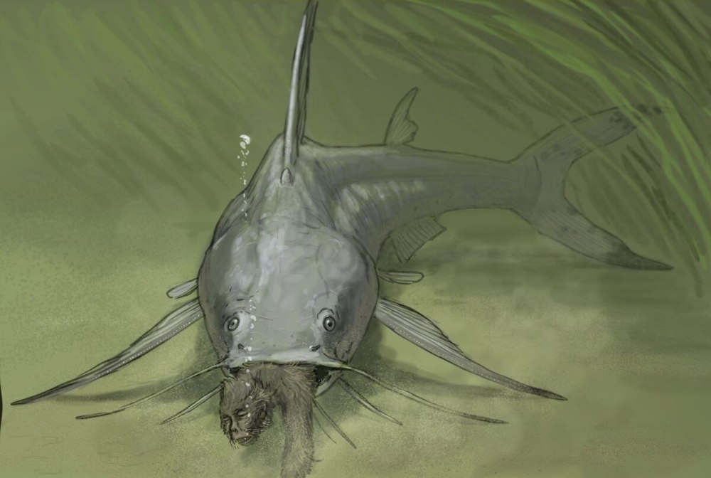 Рыба Протосфирена