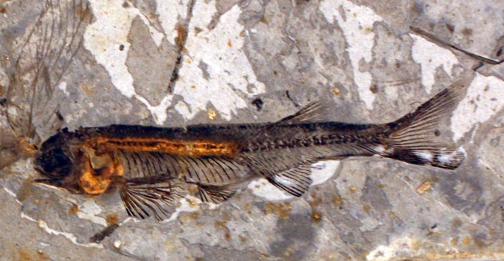 Вымершие рыбы 2 метра ростом