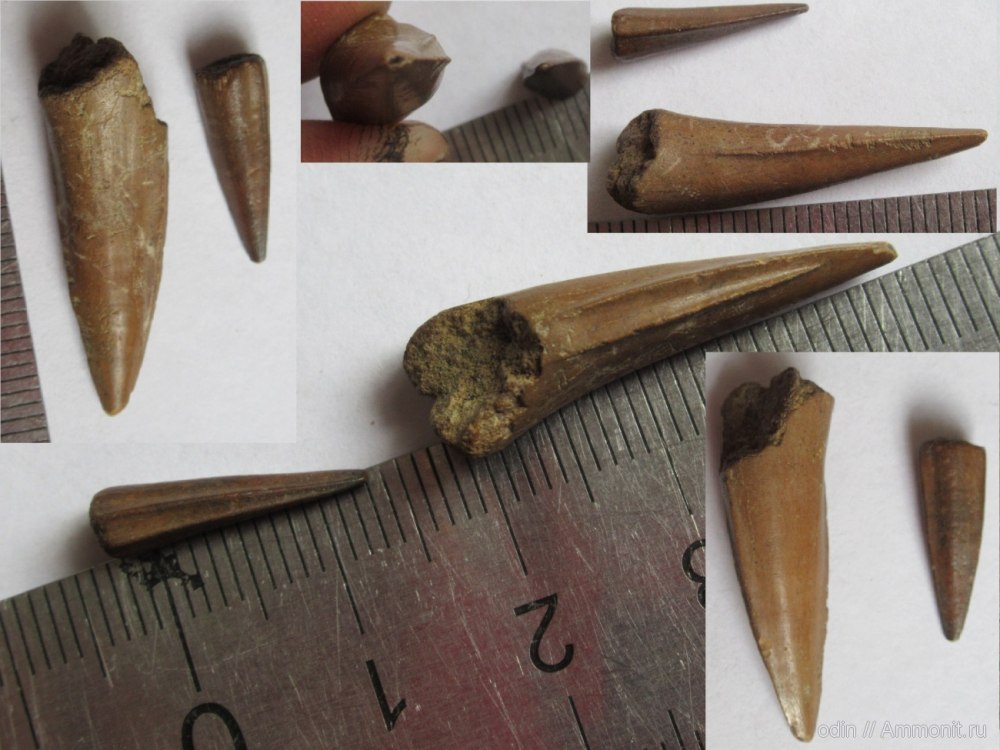 Зуб ископаемой рыбы