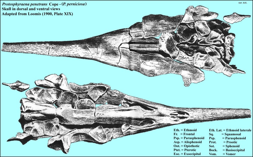 Протосфирена размер с человеком