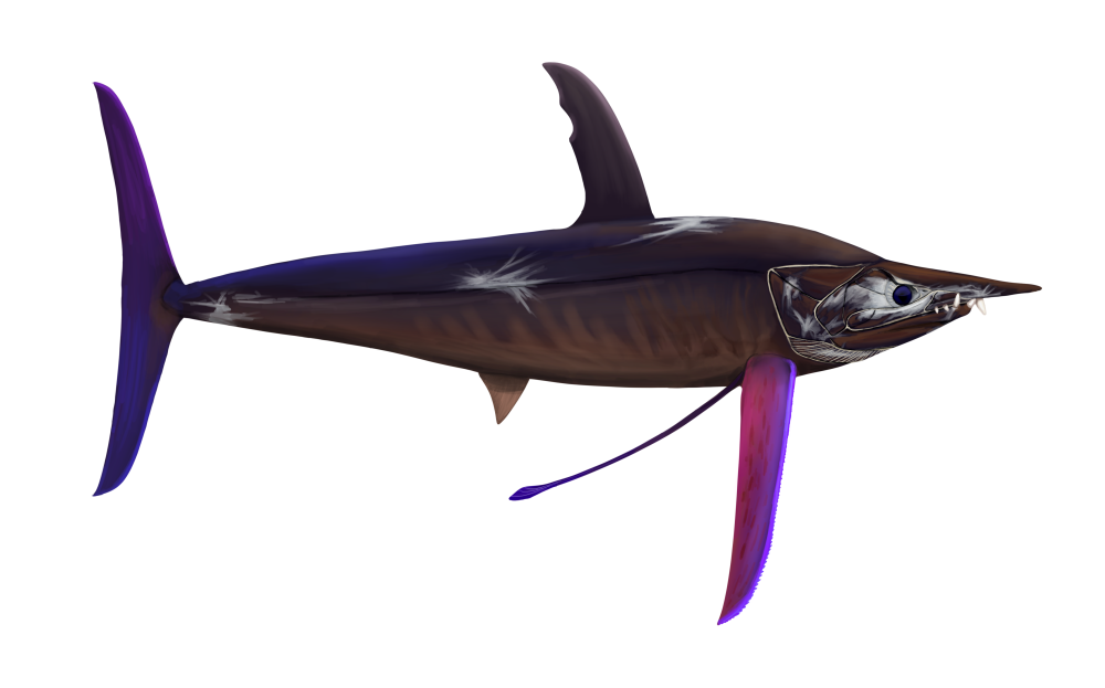 Рыба Протосфирена