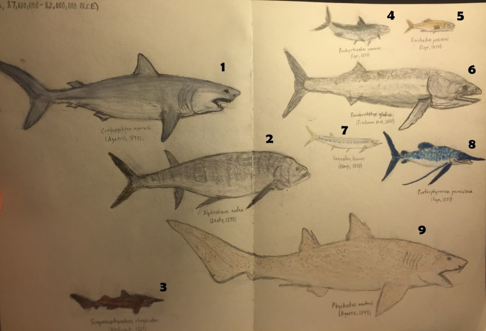 Рыба Протосфирена