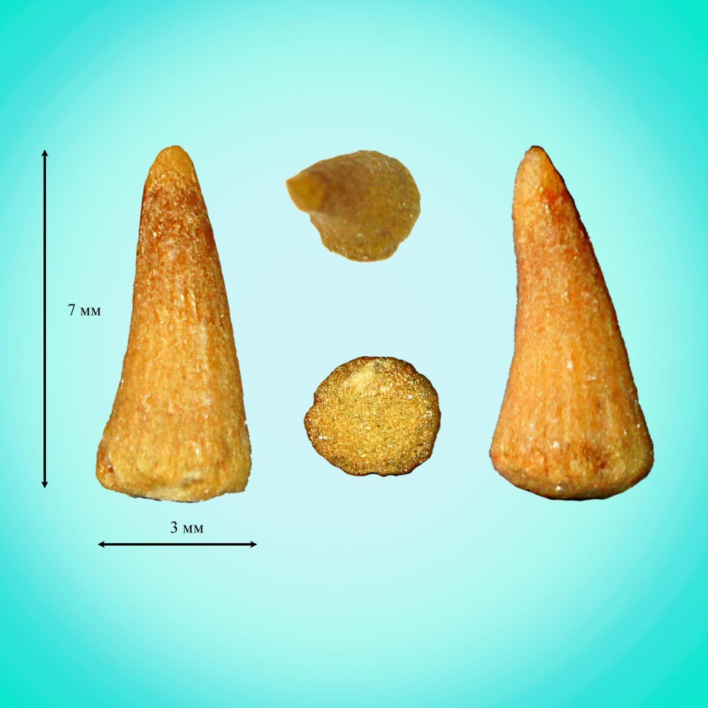 Зубы рыб палеоцена