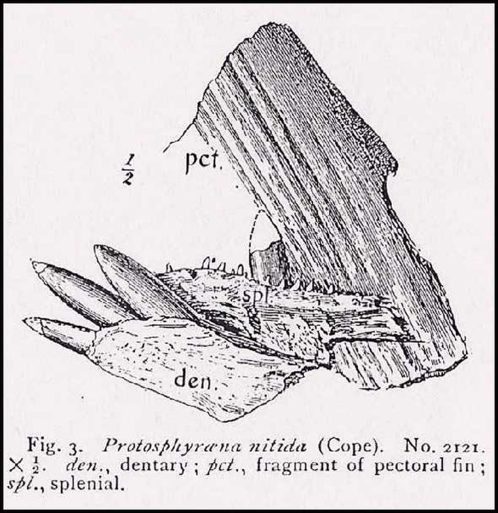 Струйчатая эмаль Протосфирена