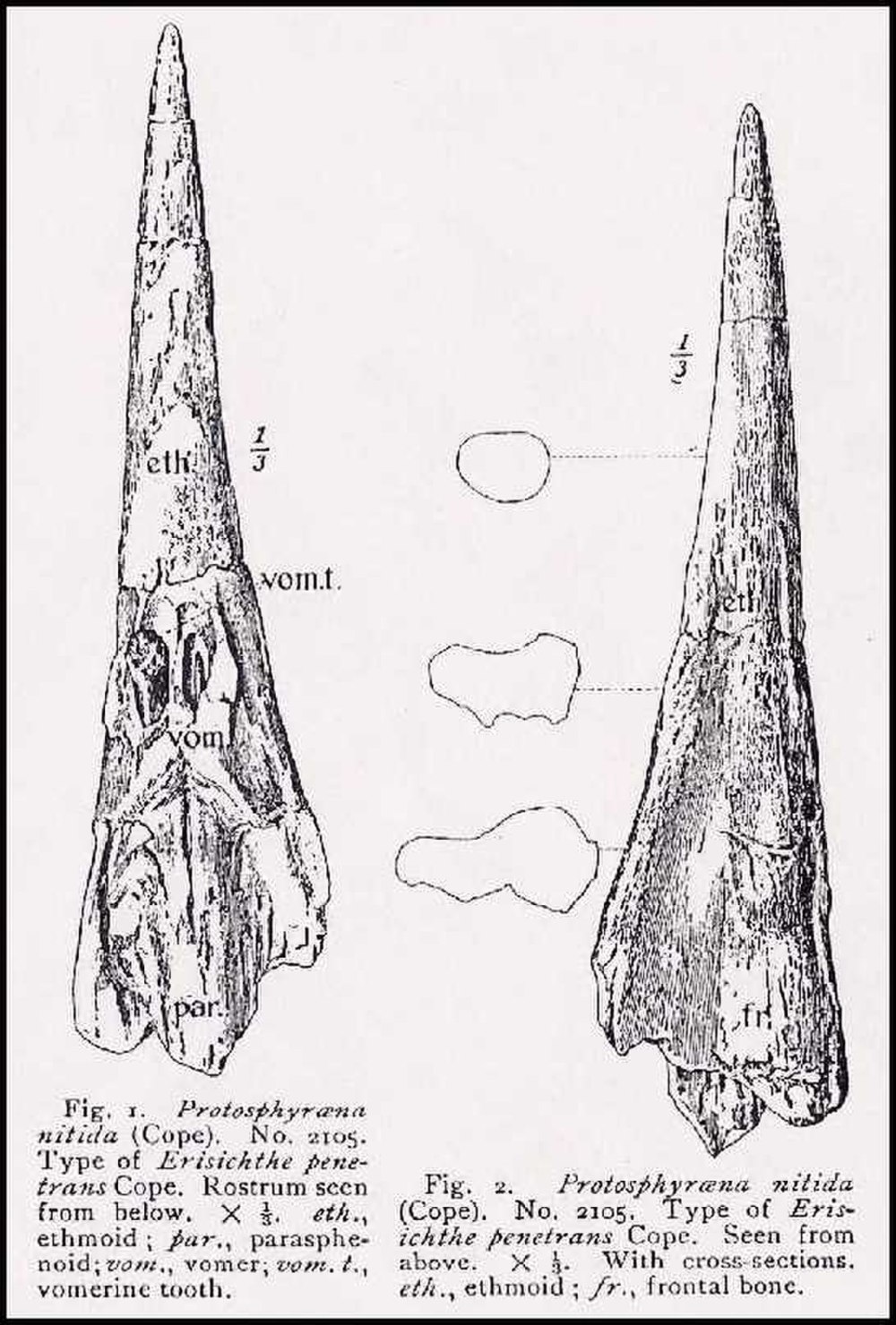 Рострум гора