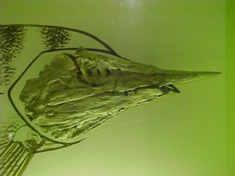 Протосфирена меловой период