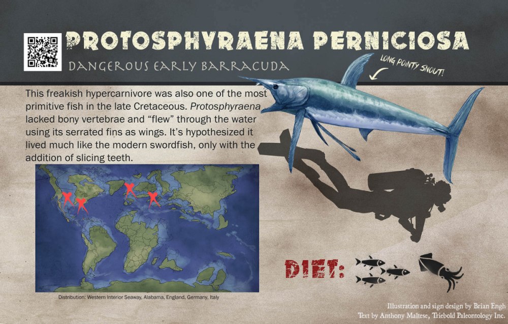 Рыба Протосфирена