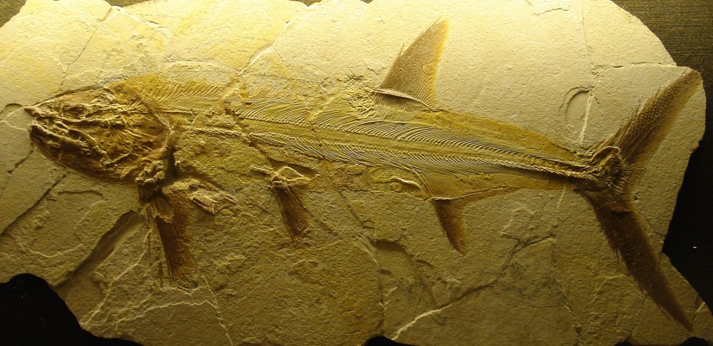 Pachycormus рыба