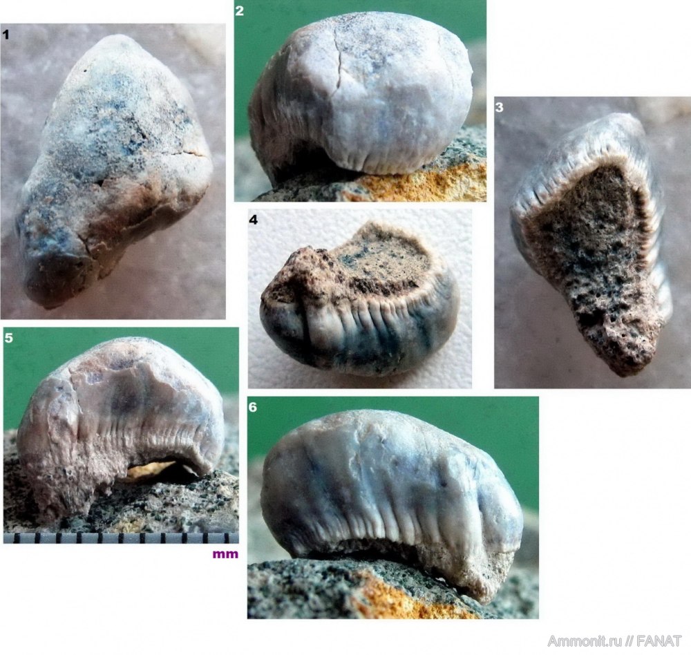 Окаменелости зубы костных рыб