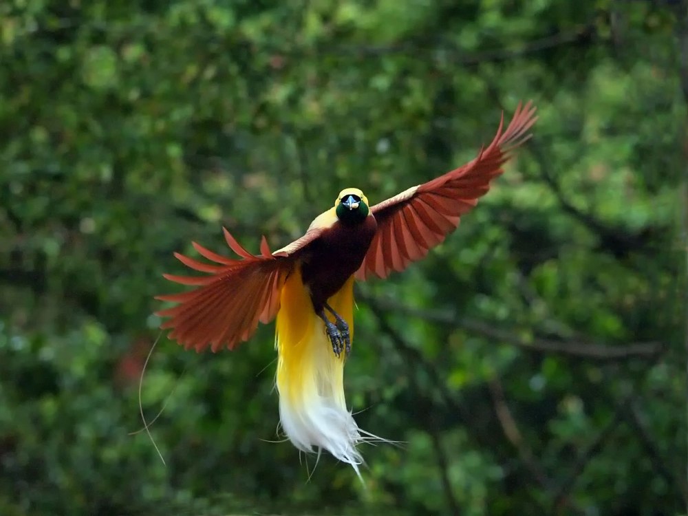 Paradisaea Guilielmi