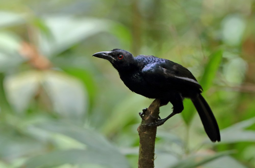 Manucodia keraudrenii