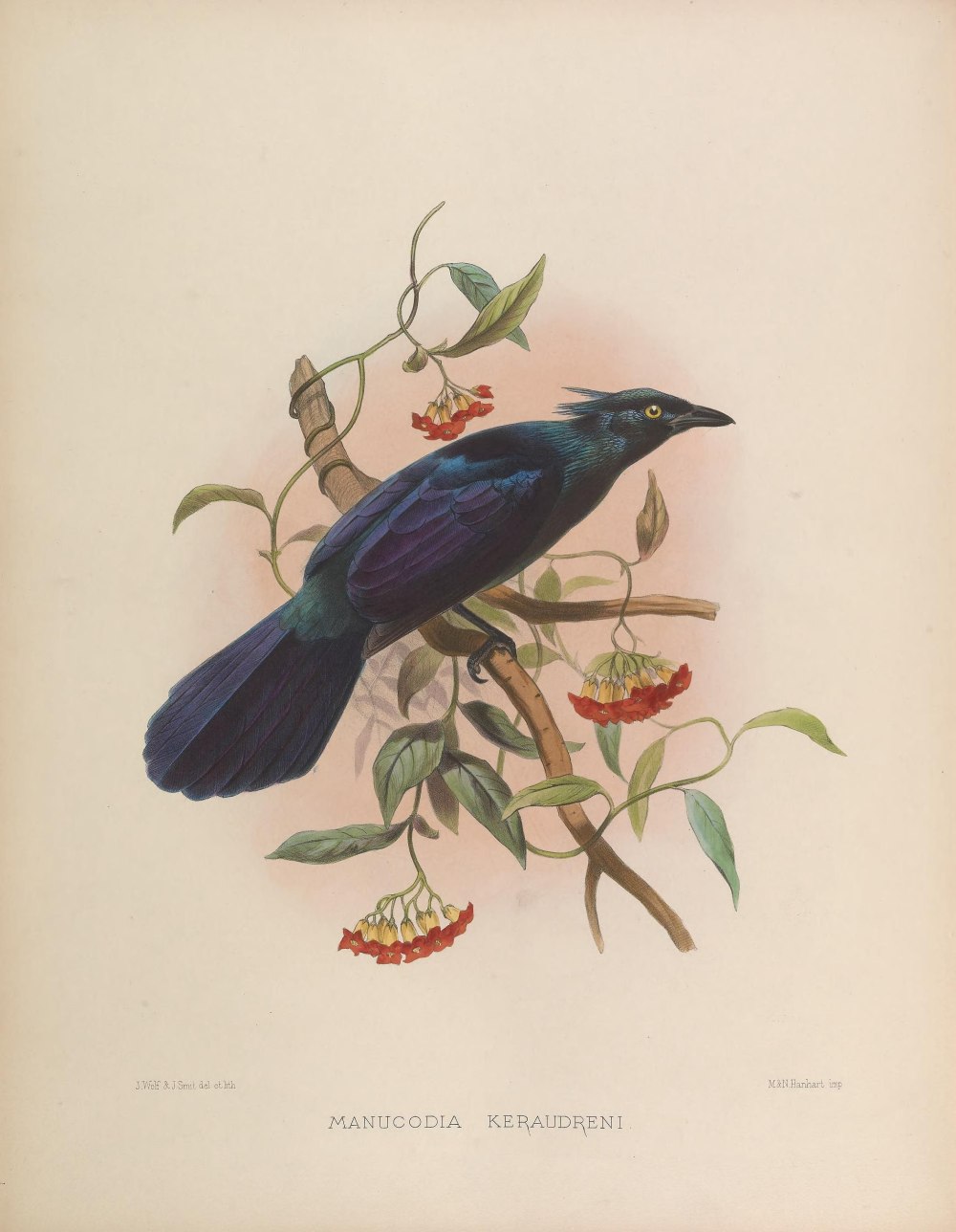 Phonygammus keraudrenii