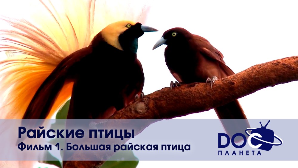 Птички я больше не могу