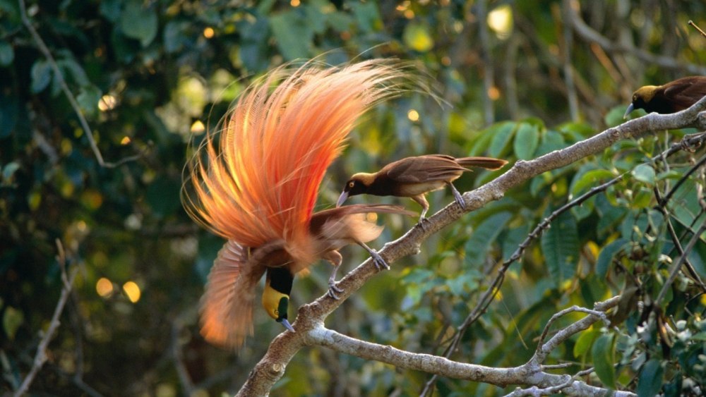 Paradisaea Raggiana