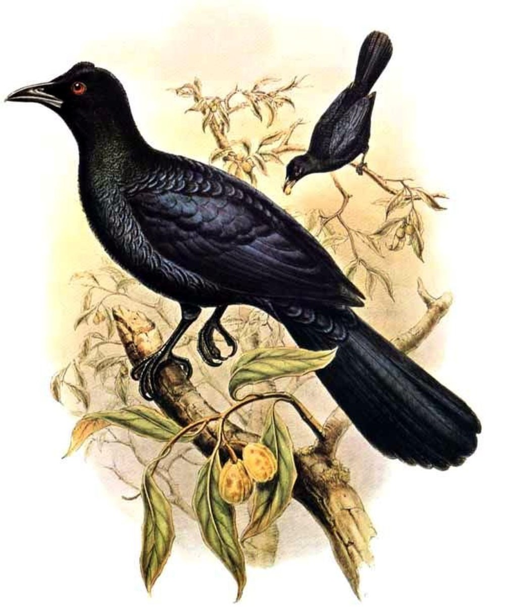 Manucodia keraudrenii