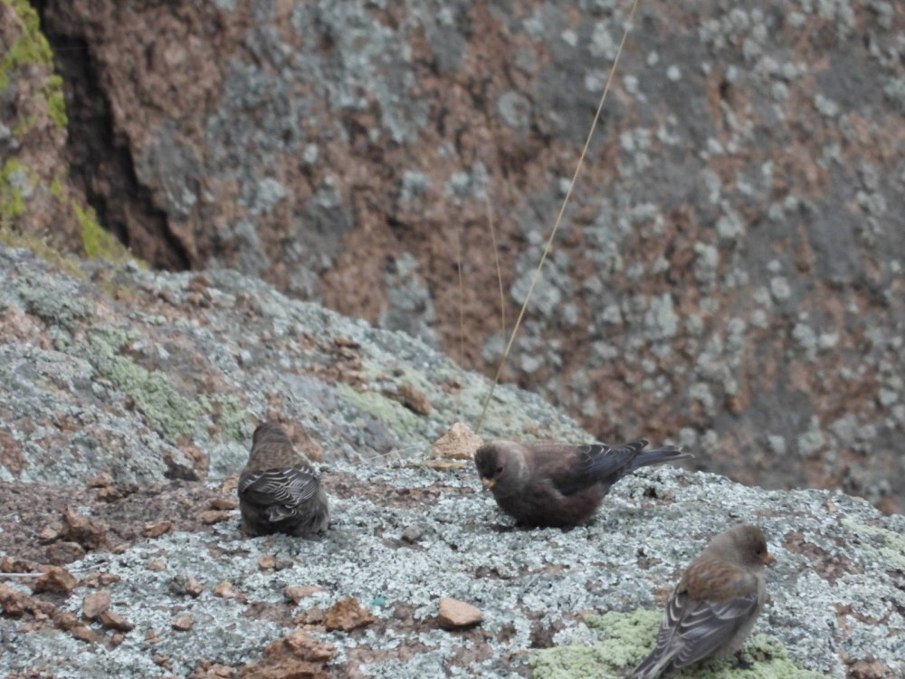 Сибирский горный вьюрок (Leucosticte arctoa)
