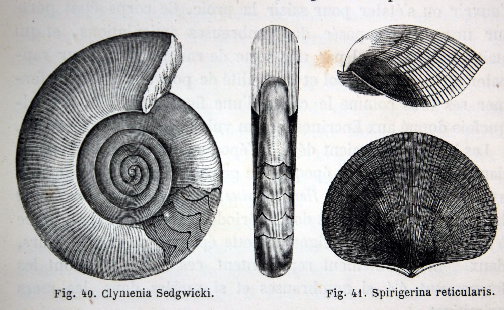 Clymenia laevigata