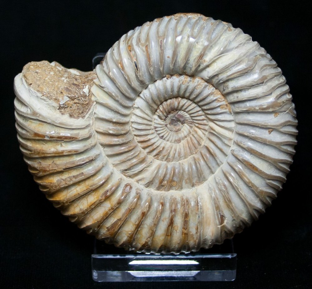 Аммонит Perisphinctes