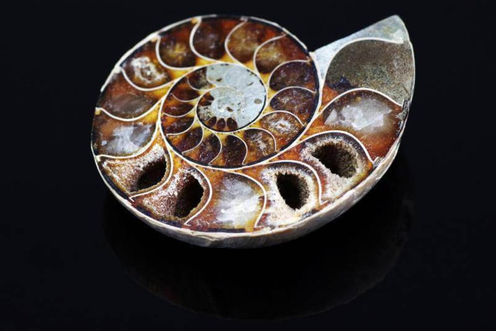 Agoniatitida