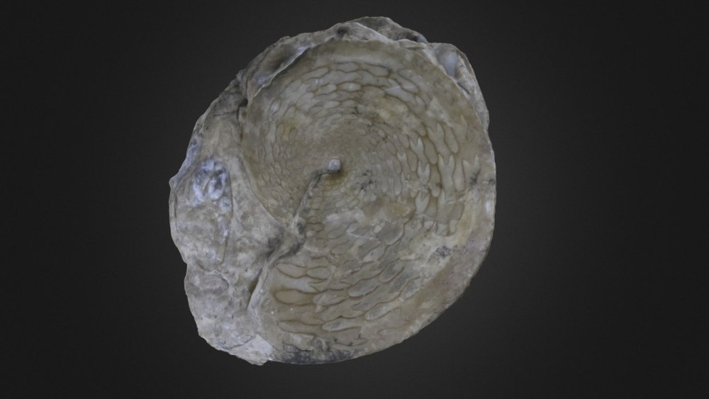 Paragastrioceras jossae рисунок