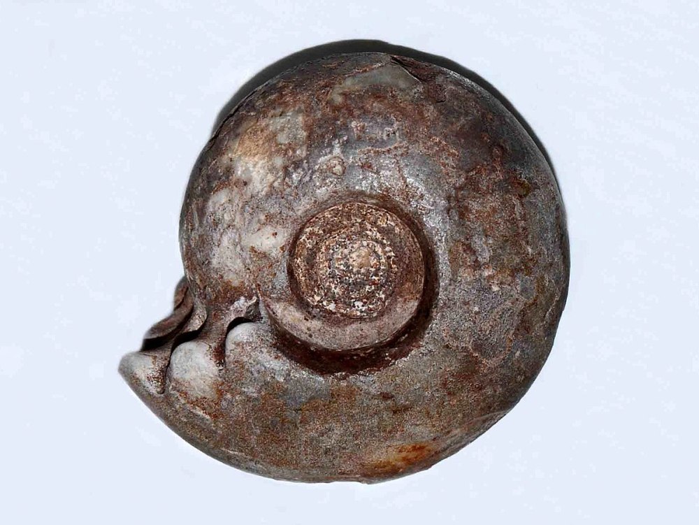 Liroceras