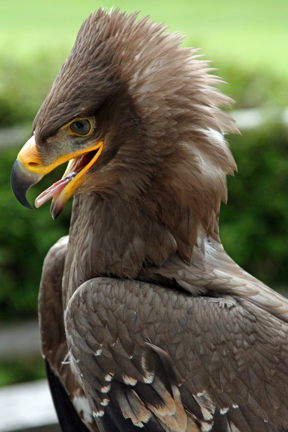 Steppe Eagle