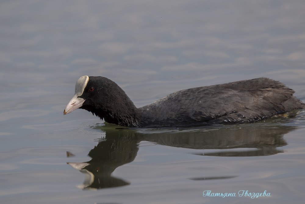 Утка водяная птица