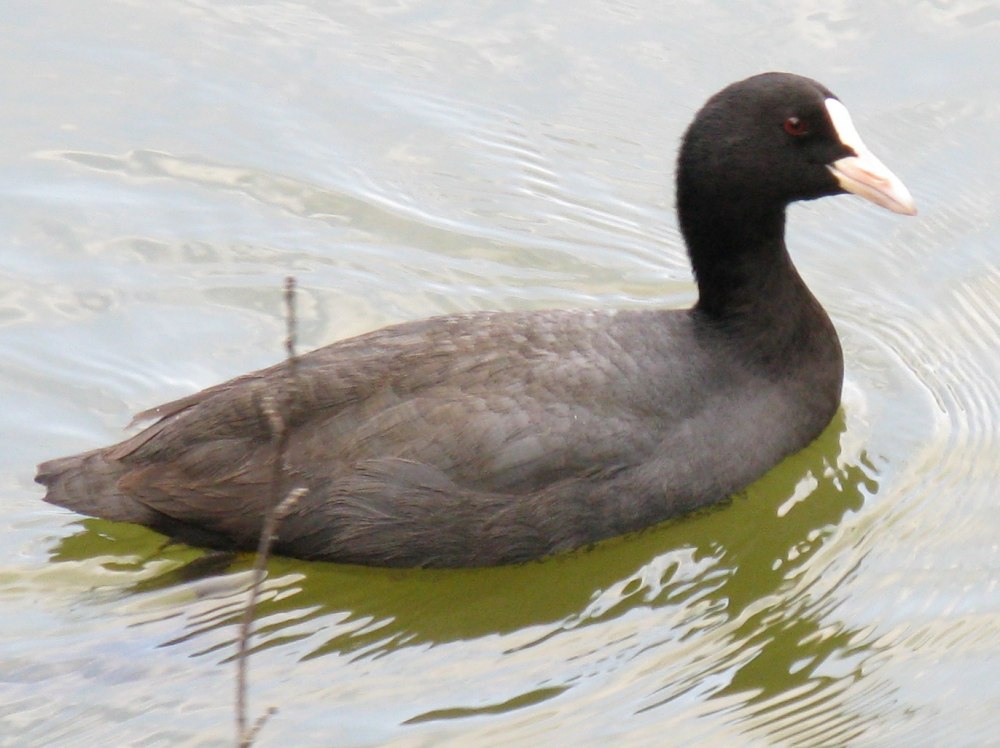 Fulica Castanea