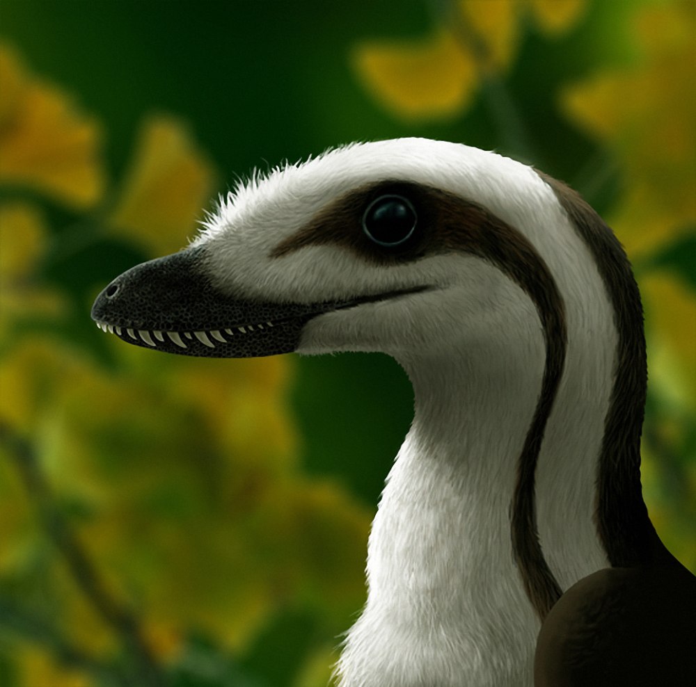 Sinornithosaurus millenii