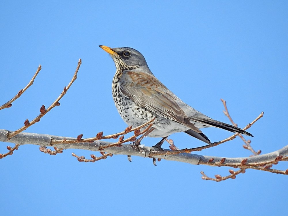 Дрозд рябинник Fieldfare turdus pilaris