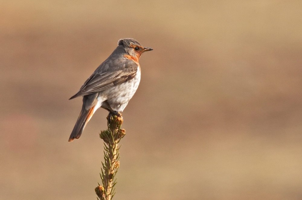 Saxicola Maurus