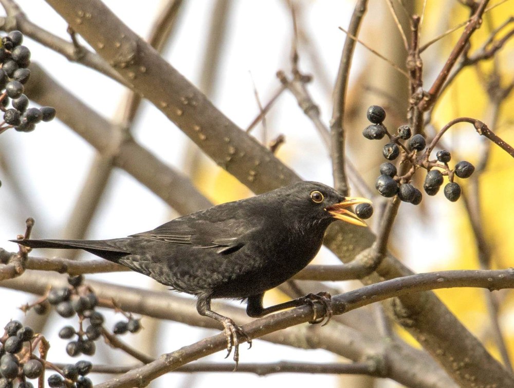 Дрозд чёрный (turdus Merula)