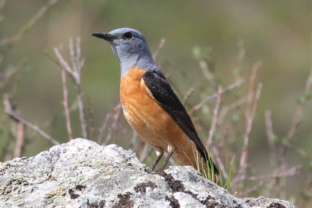 Monticola saxatilis