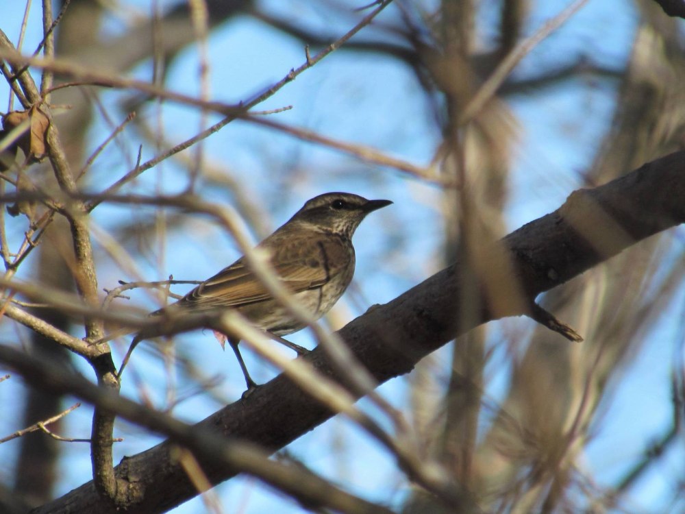 Turdus eunomus