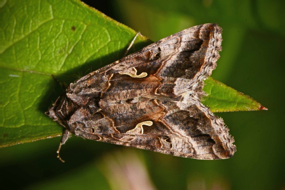 Совка-гамма (Autographa Gamma l.)