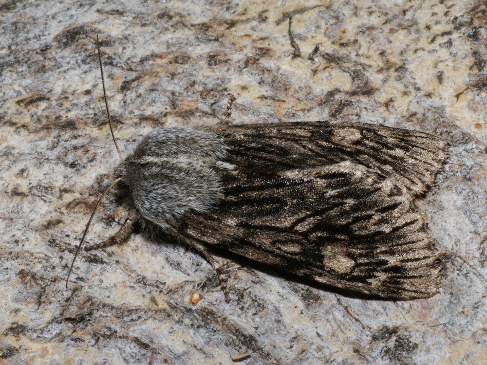 Brachionycha nubeculosa