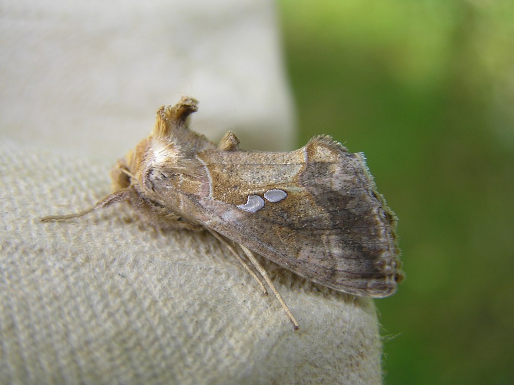 Chrysodeixis Chalcites