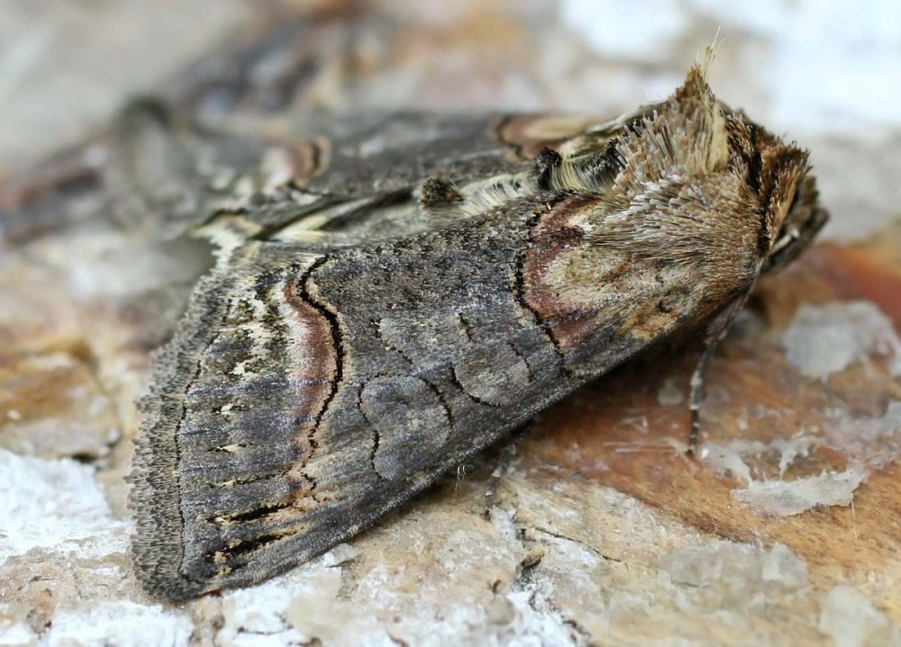 Abrostola triplasia