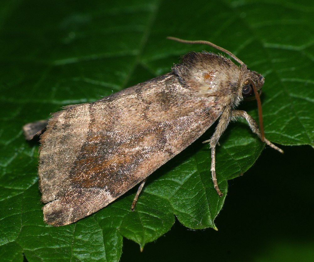 Совка бабочка crambodes talidiformis