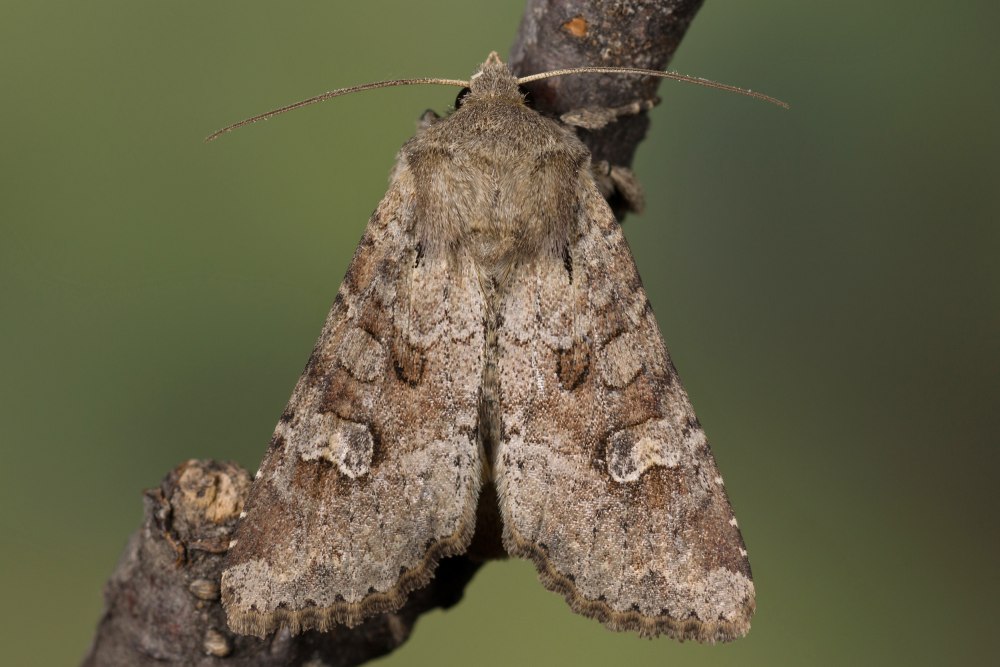 Apamea Sordens