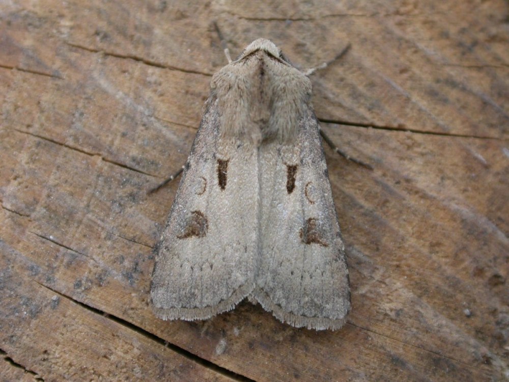 Agrotis psammocharis