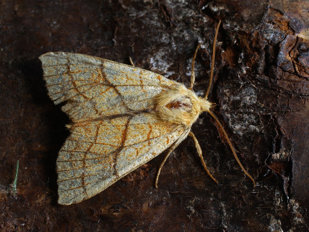 Tiliacea citrago
