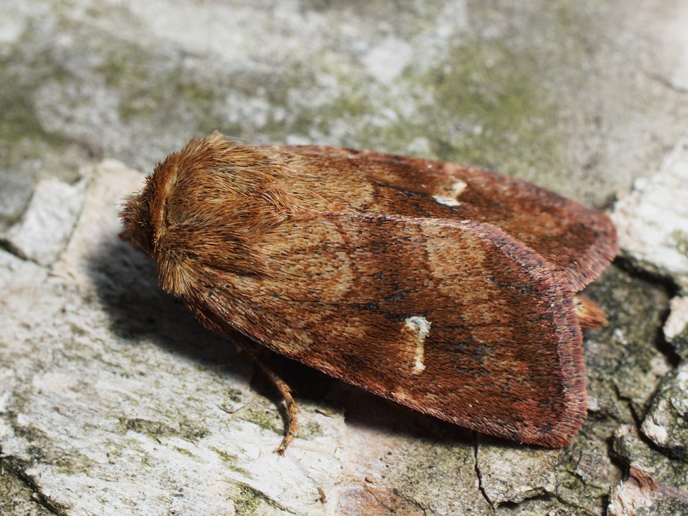 Lasionycta Fumida