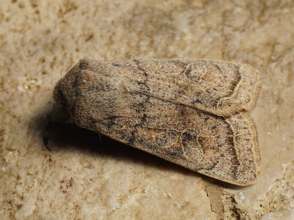Hoplodrina octogenaria = Hoplodrina alsines.