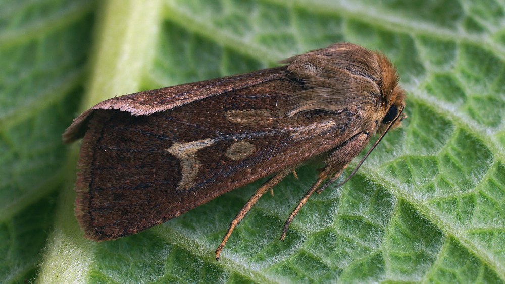 Совка травяная (Cerapteryx graminis).