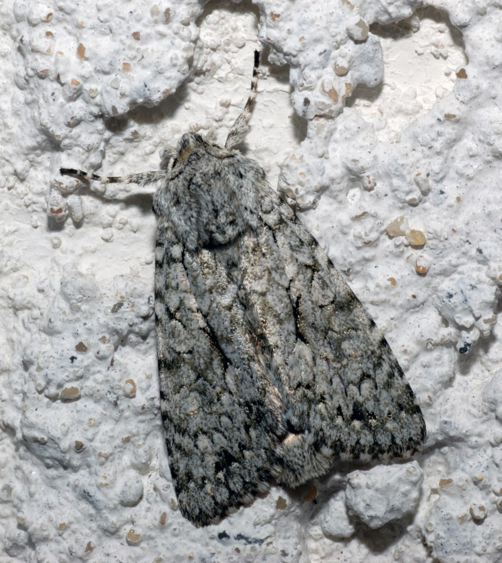 Подсемейство Herminiinae
