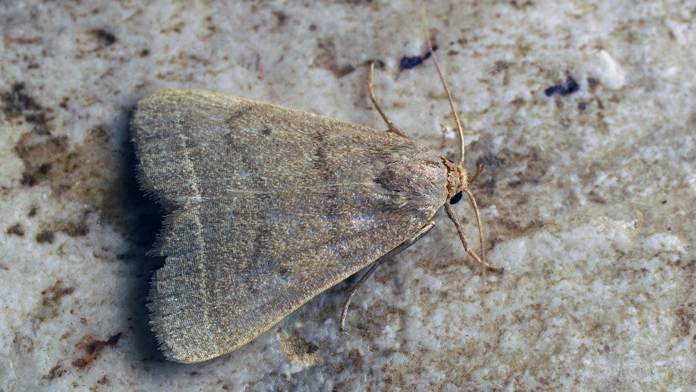Athrips Adumbratella